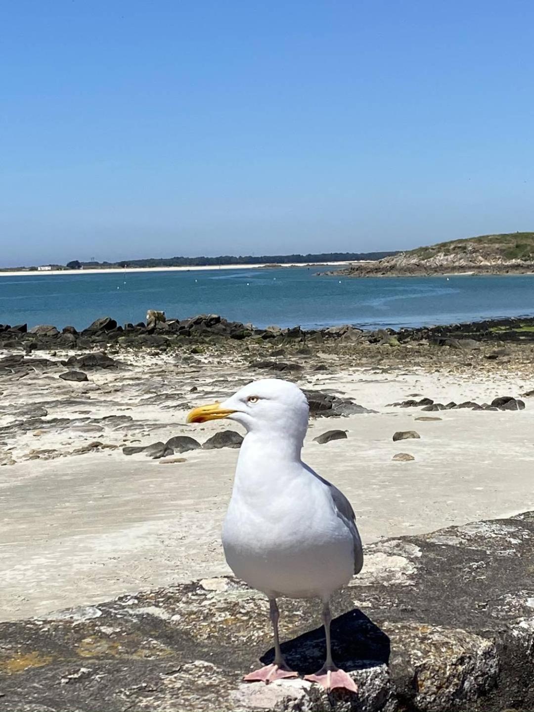Confortable Studio, Wifi, Parking, Proche Plage Carnac Eksteriør bilde